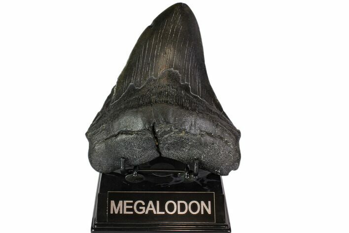 Fossil Megalodon Tooth - Thick & Solid #116626